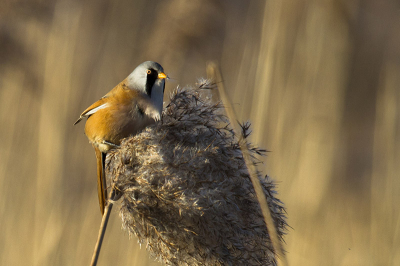 Wordt deze foto wel toegelaten tot birdpix of heeft deze ook teveel ruis? Ook onscherp? ;)