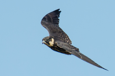 In zuid Zweden trof ik deze jagende Boomvalk aan, het
kostte veel moeite om hem op de plaat te krijgen