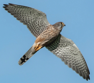 Wat zou het toch heerlijk zijn om even een verenpak aan te schieten en met de armen gespreid en de beentjes naar achteren,een rondje te kunnen zweven in de polder