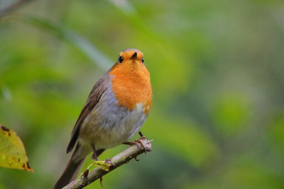 Deze roodborst was erg nieuwschierig! Twee dagen na elkaar op dezelfde plaats gezien en hij kwam super dichtbij!
