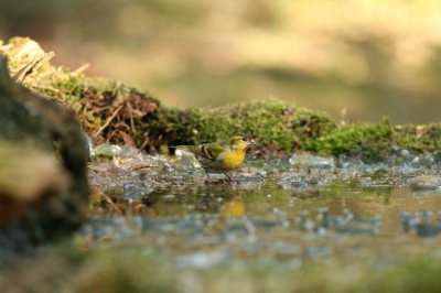 Deze Sijs zat in een ondiep poeltje, middenin het bos. 's Nachts had het gevroren. Je ziet de stukjes ijs nog op het water liggen.