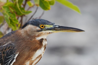 De groene reiger laat zich vrij makkelijk fotograferen.  Hier een close-up, eigenlijk een uitvergroting van n van de meerdere foto's die ik gemaakt hebt.  Het blijft een mooie vogel om te zien, ook vanwege die opvallende fel oranje ogen.