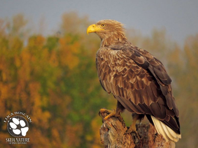 from the new "eagle hide" in the Ultima Frontiera estate; the eagle was maybe 15-20 metres far from the glass