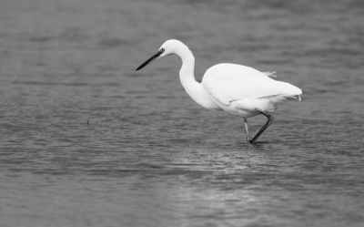 Deze schuwe kleine zilverreiger nam een loopje met me. Steeds als ik heel voorzichtig dichterbij probeerde te komen vloog deze verderop. Maar na wat geduld en tijd kwam hij toch wat dichterbij zodat hij op de plaat kan worden gezet.