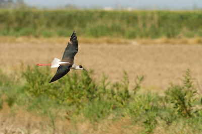 Op onze reis door Spanje ook even de Ebro Delta aangedaan.
Achter onze camperplaats stroomde een klein kanaaltje waar enkele Steltkluten zaten en zich mooi lieten fotogrferen.