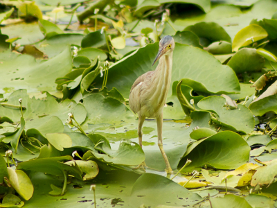 Tijdens het doorspitten van de vakantiefoto's kwam ik deze Chinese Woudaap tegen. Rare naam voor een vogel.