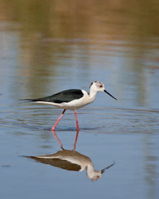 Op onze reis door Spanje ook even de Ebro Delta aangedaan.
Achter onze camperplaats stroomde een klein kanaaltje waar enkele Steltkluten zaten en zich mooi lieten fotogrferen.
Ook deze kluut poseerde even mooi voor mij.