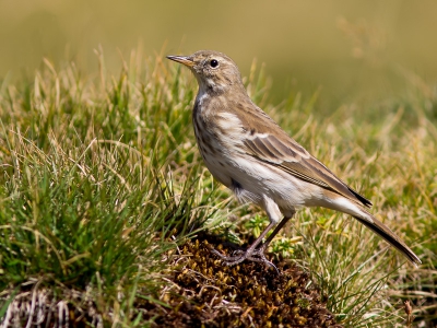 De Waterpieper is een typisch bergvogeltje, die in de winter afzakt naar onder andere Nederland. Op 1700 meter kwam ik hem tegen, maar het was nog een hele klus om hem vast te leggen. De meeste mensen vinden het niet zo'n mooi vogeltje, misschien dat er daarom nog maar zo weinig in de database staan.