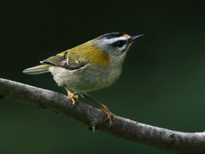 Bij deze versie heb ik de vogel selectief verscherpt. 
De in de achtergrong nog aanwezige ruis wordt hierdoor niet mee verscherpt.