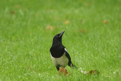 in tilburg op een grasveld kwam ik deze ekster tegen.
deze keer niks in de gaten en de houding van de ekster is de aanleiding dat ik me camera richten en de foto maakten.
dit was onder redelijke omstandigheden.