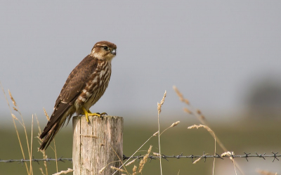 Terwijl ik bezig was met puttertjes te fotograferen, landde deze smelleken iets verder op een paaltje.