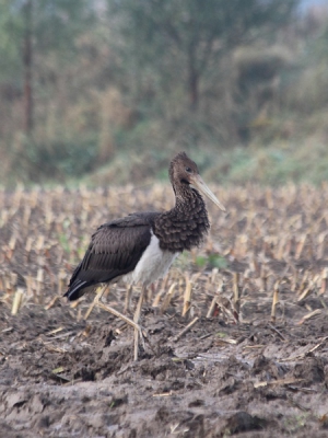 Vanmorgen vroeg, tijden het uitlaten van de honden, zag ik tot mijn grote verbazing een jonge zwarte ooievaar lopen. Hij stond op nog geen 30m van mij vandaan. Ik ben snel naar huis gegaan om mijn fototoestel te halen en heb nog enkele foto's kunnen maken. De ooievaar was inmiddels een stukje de akker ingelopen.