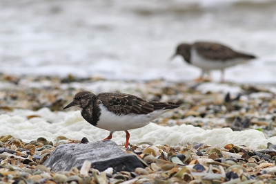 De Steenlopers waren druk in de weer met foerageren langs de kust en namen soms even wat rust. Leuke bezige vogeltjes.