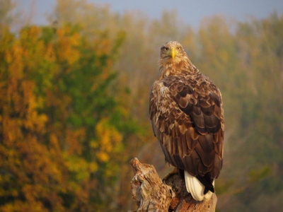from the new "eagle hide" in the Ultima Frontiera estate; the eagle was maybe 15-20 metres far from the glass