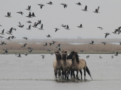 De brandganzen dienen wat mij betreft als decor voor de paarden. Bij de hut van Ezumazijl.