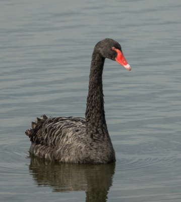 vanuit een vogelkijkhut bij de ventjagersplaten. tussen alle witte een zwarte zwaan en vlak voor de hut