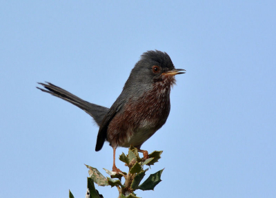 Hoewel de Provenaalse grasmus een algemene vogel is in Spanje was het me nog nooit gelukt hem mooi vast te leggen tot vandaag . Eindelijk kwam ze volledig vrij zitten op het topje van een struik .