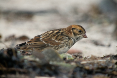 's Ochtends kwam ik op het strand voor de jeugdherberg op Helgoland veel vinken en graspiepers tegen die fourageerden op het aangespoelde wier. Daartusen ook een IJsgors, die dichtbij kwam, tot op zo'n vijf meter. Deze gestrekte houding viel op bij de selectie.