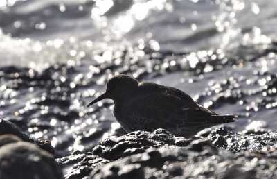 Nog even snel een foto kunnen maken voordat ik weer met de boot naar het vaste wal ging.
een paarse strandloper en een steenloper scharrelden langs de waterlijn. de paarse strandloper ging even mooi in tegenlicht staan.