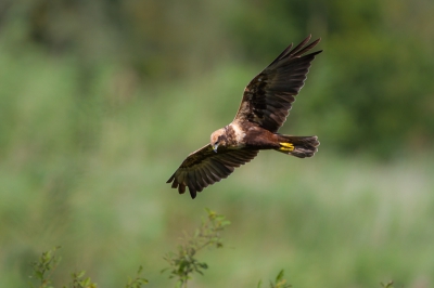 Foeragerende bruine kiekendief over het zuid in Oud Heverlee, Vlaams-Brabant, BE