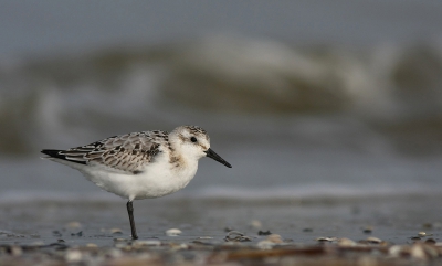 Laatst enkele dagen op Terschelling doorgebracht en mezelf vooral vermaakt met de drietenen. Daarbij deed ik mijn uiterste best om een zeehond te imiteren, gezien mijn omvang en gewicht lukte dat aardig. Helaas waren de strandlopertjes niet echt onder de indruk. Uiteindelijk toch gelukt een aantal redelijk scherpe opnames te maken.