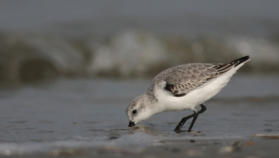 Laatst enkele dagen op Terschelling doorgebracht en mezelf vooral vermaakt met de drietenen. Daarbij deed ik mijn uiterste best om een zeehond te imiteren, gezien mijn omvang en gewicht lukte dat aardig. Helaas waren de strandlopertjes niet echt onder de indruk. Uiteindelijk toch gelukt een aantal redelijk scherpe opnames te maken.