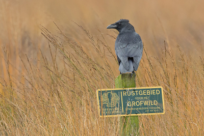 Afgelopen maandag eindelijk eens een Raaf kunnen vastleggen. Ze zijn zo schuw en meestal stukken naar achteren op de heide gebieden. Nu eens geluk.
