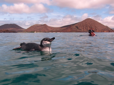 Misschien belandt deze foto wel in het tijdelijk album, maar ik waag het erop; vind m te leuk en bijzonder om niet te laten zien. Terwijl we snorkelden zagen we deze pingun al zitten op een stukje rots in het water. Alsof we niet bestonden, koos ie parmantig het ruime sop en zwom gewoon tussen ons door om zich even verderop uitgebreid te gaan poetsen. Omdat je hier midden op de evenaar zit met de zon zowat loodrecht boven je hoofd, was het lastig om een lichtje in het oog van een (ook nog) zwart-witte vogel te krijgen. De belevenis was er niet minder om! Deze soort schijnt de meest noordelijk levende pingun op aarde te zijn.
www.birdbeauty.nl