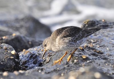 paarse strandloper op de pier van Nes, Ameland.
50 % crop en iets verscherpt