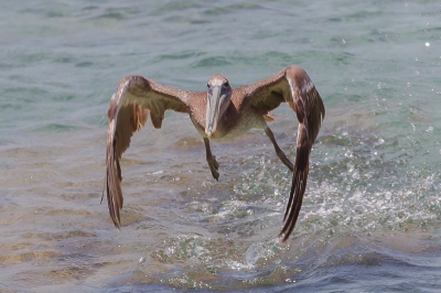 Met zijn grote vleugels begon deze pelikaan te vliegen vanuit de zee. Ze waren met z'n tween en het leek wel of ze met elkaar aan het spelen waren.  Ik heb een serie foto's gemaakt en heb deze gekozen vanwege de mooie vorm van de vleugels.