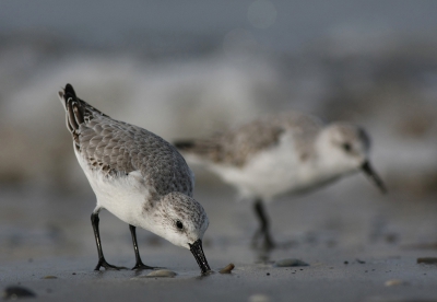 Nog een paar plaatjes van deze leuke strandlopertjes tijdens mijn korte verblijf op Terschelling.