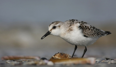 Nog een paar plaatjes van deze leuke strandlopertjes tijdens mijn korte verblijf op Terschelling.