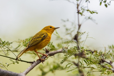 Deze vogel vanuit een nogal donkere plaats gefotografeerd tegen een heldere achtergrond.  Ik vermoed dat het een vrouwtje is want de bruine streep op de kop is niet te zien.