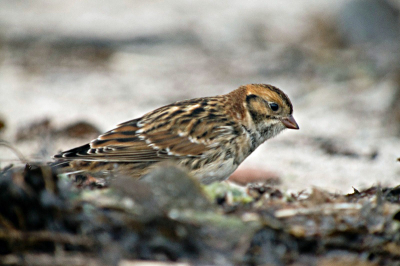 's Ochtends kwam ik op het strand voor de jeugdherberg op Helgoland veel vinken en graspiepers tegen die fourageerden op het aangespoelde wier. Daartusen ook een IJsgors, die dichtbij kwam, tot op zo'n vijf meter. Deze gestrekte houding viel op bij de selectie.