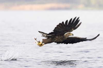 Weer iets verder in de tijd tov http://www.birdpix.nl/album_page.php?pic_id=37397

Te veel om op Birdpix te posten, maar de volledige duikvlucht staat hier : http://users.insane-hq.org/~mrknowitall/051026%20Polen%20vogeltjes%20enzo/Run/