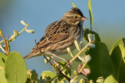 De zanger ging er even goed voor zitten in het ochtend zonnetje, een buitenkansje.   Ik hou het op een Savannah Sparrow, zijn de experts het daar mee eens?