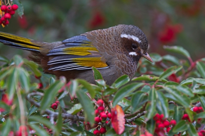 Langs de weg vogelend zagen we diverse endemen, alsof het gewoon was....Helaas was het steeds erg schemerig. Deze soort, ook niet eerder op BP, heb ik wel een paar keer ten voeten (en staart) uit, maar die vind ik als foto minder mooi dan deze, al is de staart niet volledig te zien. Uit de hand genomen, voor techniek zie exif.