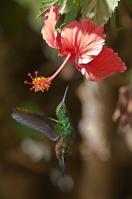 Op onze eerste dag opTobago, in de tuin van ons B&B, werden we meteen verrast door vele prachtige vogels, waaronder deze kolibri. Uit de hand genomen, voor techniek zie exif.