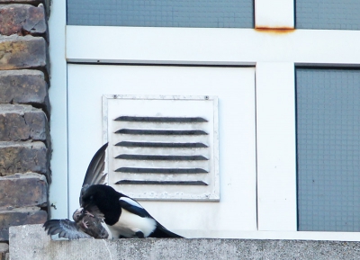 Een jonge Vale Gierzwaluw werd sinds eergisteren waargenomen waar hij rondvloog in het havengebied.
Groot was onze verwondering toen we hem gisterenavond zagen landen op de watertoren om er te slapen
Deze morgen vroeg bij het ontwaken werd hij jammerlijk door een plaatselijk Ekster "bewerkt"
Beiden vielen naar beneden waar de Ekster werd verjaagd door "geshockeerde" vogelkijkers 
Hij werd opgenomen van de grond en in allerijl naar het Vogelasiel gebracht waar hij het hopelijk haalt!
Het had een feest moeten worden maar er heerste verslagenheid in mijn wijk...