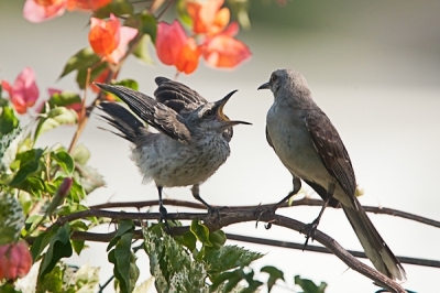 Op dag 1 van ons verblijf op Tobago zat in de tuin van ons B&B een jonge spotvogel luid te schreeuwen en met wijde muil te bedelen om voer. De ouder liet hem soms even wachten, maar uiteindelijk kwam de beloning... Voor bewerking zie exif.