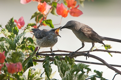 Op dag 1 van ons verblijf op Tobago zat in de tuin van ons B&B een jonge spotvogel luid te schreeuwen en met wijde muil te bedelen om voer. De ouder liet hem soms even wachten, maar uiteindelijk kwam de beloning... Voor bewerking zie exif.