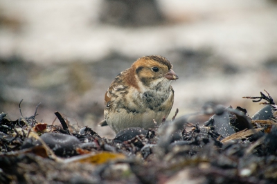 's Ochtends kwam ik op het strand voor de jeugdherberg op Helgoland veel vinken en graspiepers tegen die fourageerden op het aangespoelde wier. Daartusen ook een IJsgors, die dichtbij kwam, tot op zo'n vijf meter. Deze blik recht in de lens viel op bij de selectie.