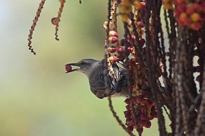 In de tuin van onze B&B stond een palmboom met rijke kralensnoeren van noten. Daar wisten de spotvogels wel raad mee.