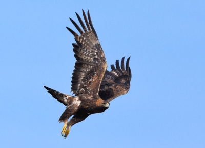 De Steenarend fotograferen in zijn natuurlijke habitat op redelijke afstand gebeurt niet alle dagen . Kwalitatief misschien geen superfoto maar ik wilde ze toch aanbieden , graag Uw beoordeling .