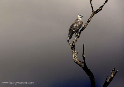 This concerns a juv. Martial Eagle. Wide spread throughout Southern and Eastern Africa. This is one of the most powerful birds of prey in Africa. It feeds on amongst other things a range of game birds like the guineafowl and francoiin (spur fowls).