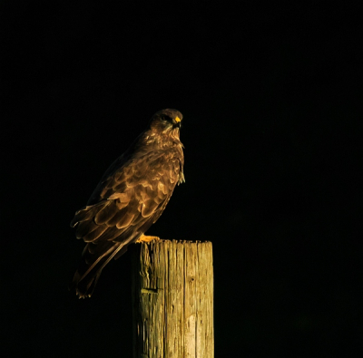 Aan de hand van suggesties bij de buizerd in het verzamelalbum hier een vierkante uitsnede met rechtgezette paal.