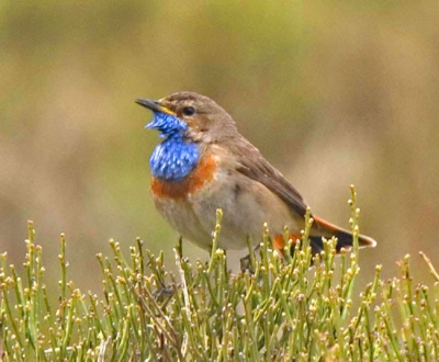 Quite a scarce bird and sometimes difficult to get good views. This beauty was happily singing in a mountain valley in central Spain
