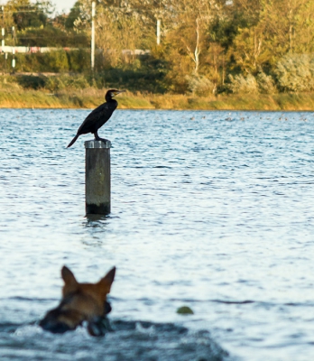 3 hobbies van mij in 1 foto: fotografie + een vogel + m'n wolfsgrauwe duitse herder