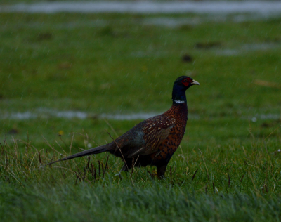 Ben sinds kort eigenaar van een nieuwe Sigma 150-500, na eerst advies gevraagd te hebben op het Birdpix forum. Vrijdag was mijn vrije dag, helaas regende het de hele dag.. Toch even op pad geweest en een fazant gespot. 
De foto weerspiegelt het weer: donker en grijs met regen.