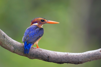 Gisteren terug gekomen van een Gambia vogelreis. Heb in dit snikhete land veel vogels kunnen spotten. waaronder de kleinste IJsvogel van Afrika. Slechts van een totale lengte van 12 cm snavel tot staart!

In tegenstelling tot de meeste IJsvogels jaagt deze kleine Afrikaanse dwergijsvogel op insecten.

hoi henk
hlfotografie@upcmail.nl/